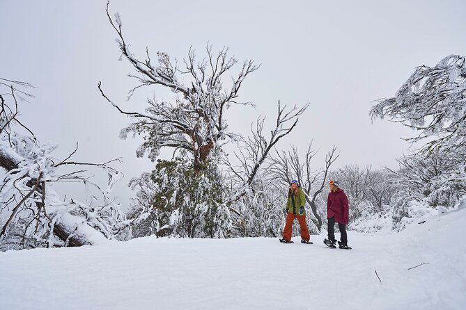 Full-Day Mount Buller Tour - Sum Up