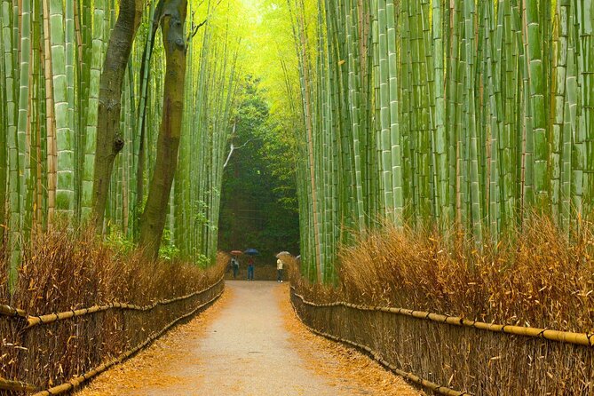 Full-Day Private Bamboo Grove and Golden Temple in Kyoto Tour - Customer Reviews