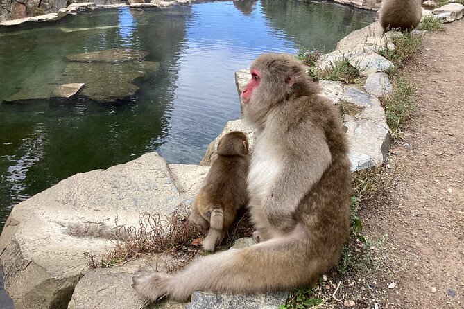 Full Day Snow Monkey Tour To-And-From Tokyo, up to 12 Guests - Child Seats and Additional Activities