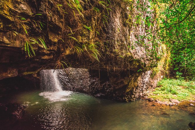 Full-Day Springbrook National Park Tour From the Gold Coast - Overall Tour Experience and Recommendations