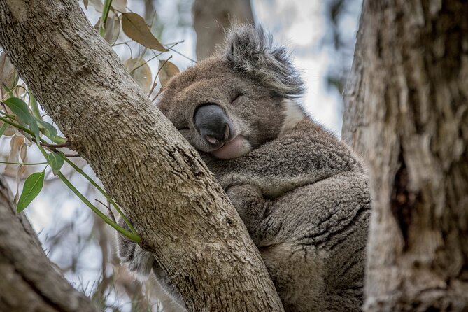 Full Day Tour of Great Ocean Road and 12 Apostles From Melbourne - Visit to Great Otway National Park