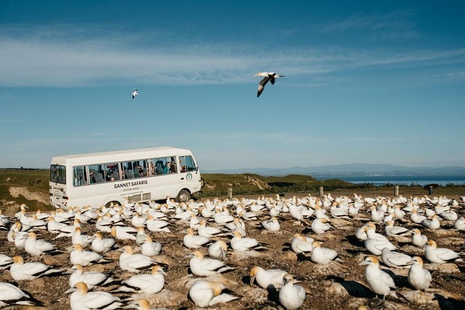 Gannet Safaris Overland Tour to Cape Kidnappers Gannet Colony - Traveler Photos Access