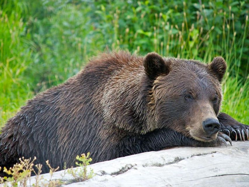Girdwood: Bears, Trains, & Icebergs Tour - Additional Information