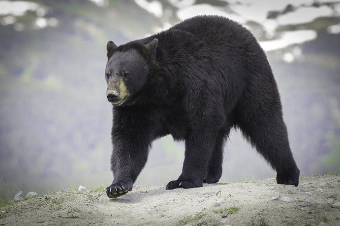 Glacier & Wildlife Discovery Tour - Sum Up