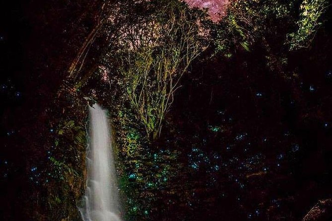 Glowworm Canyoning Adventure - Private Tour From Auckland - Traveler Reviews