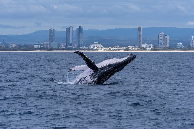 Gold Coast Whale Watching Cruise - Customer Recommendations and Satisfaction