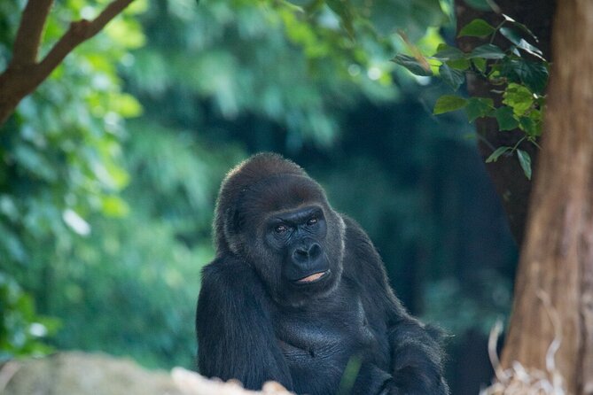 Gorilla Experience at Melbourne Zoo - Excl. Entry - Sum Up