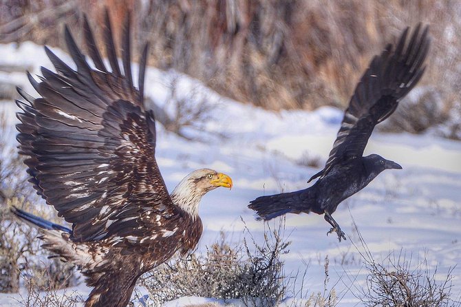 Grand Teton and National Elk Refuge Winter Wonderland Full Day Adventure - Unforgettable Winter Wonderland Experiences