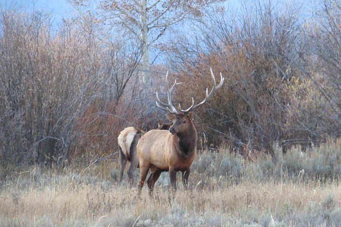 Grand Teton National Park - Full-Day Guided Tour From Jackson Hole - Traveler Reviews and Recommendations