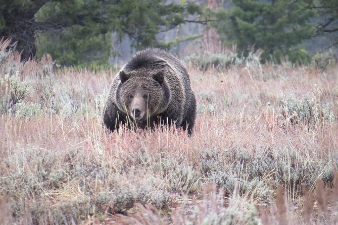 Grand Teton National Park - Sunset Guided Tour From Jackson Hole - Scenic Stops