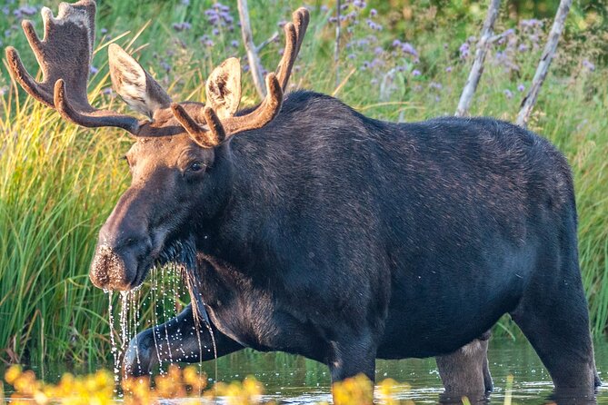 Grand Teton National Park Tour From Jackson Hole - Guide Review