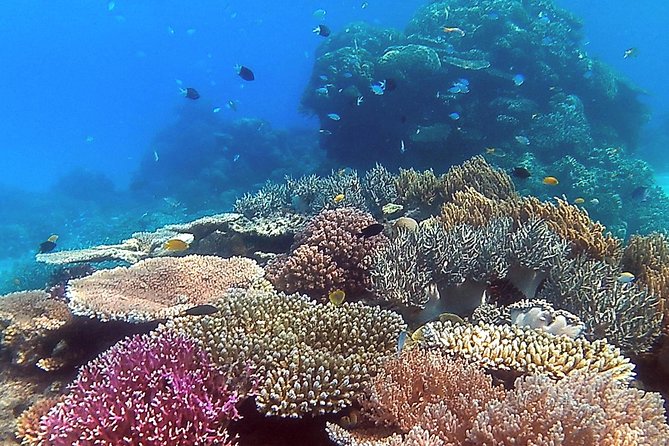 Great Barrier Reef Dive and Snorkel Cruise From Mission Beach - Reviews and Support
