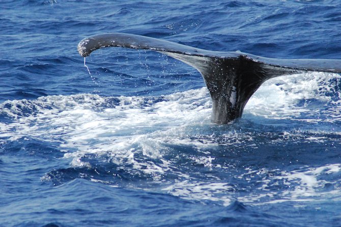 Great Whale Watching at Kerama Islands and Zamami Island - Booking and Reservation Process