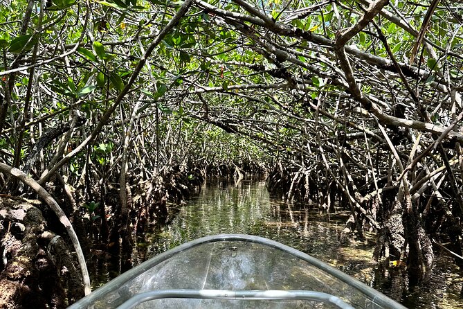 Guided Clear Kayak Eco-Tour Near Key West - Customer Feedback