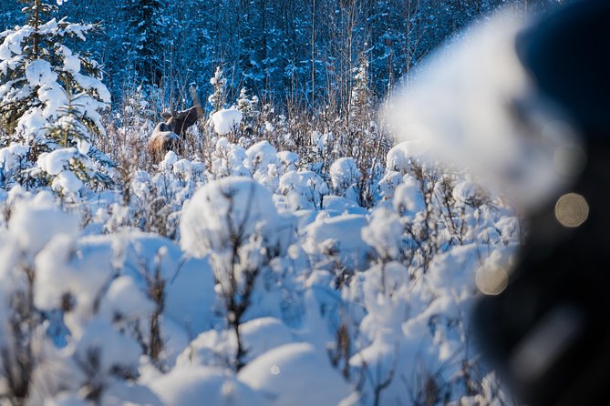 Guided Fairbanks Snowmobile Tour - Logistics