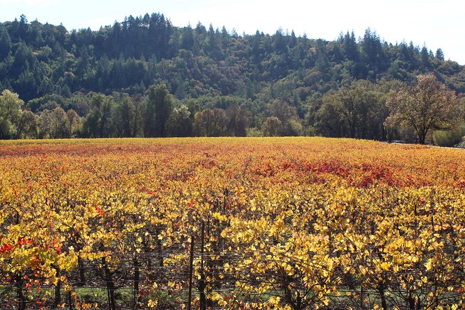 Guided Healdsburg Wine Country Bike and Wine Tasting Tour With Lunch - Booking Information