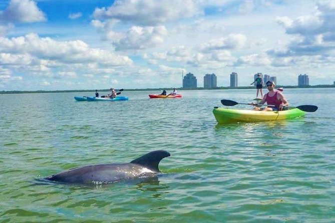 Guided Island Eco Tour - CLEAR or Standard Kayak or Board - General Information