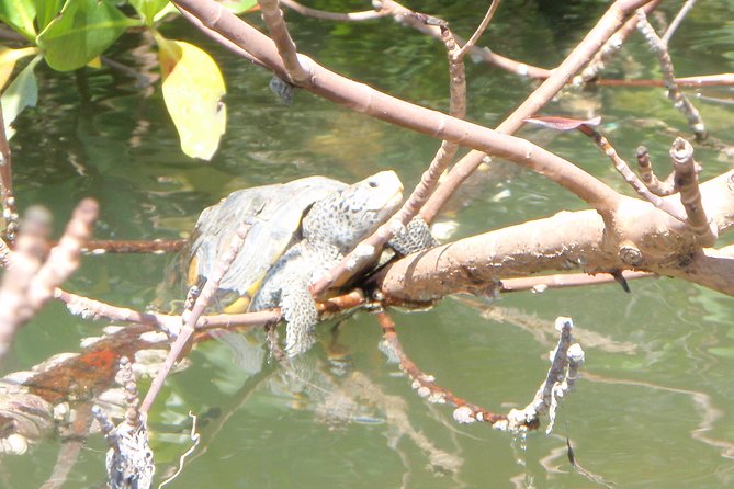 Guided Kayak Eco Tour - Bunche Beach - Improvement Feedback