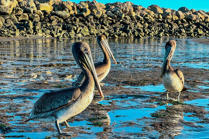 Guided Kayak Wildlife Tour in the Santa Barbara Harbor - Safety Measures