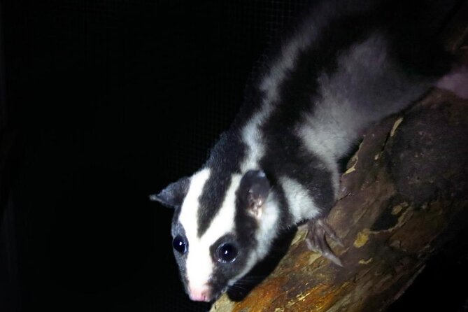 Guided Night Walk in Cape Tribulation - Confirmation Policy