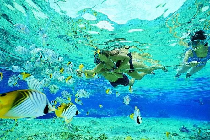 Guided Snorkel With Fish Tour at Wavebreak Island, Gold Coast - Participant Guidelines and Restrictions
