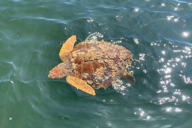 Gulf Breeze Dolphin Tour Around Pensacola Beach - Customer Feedback