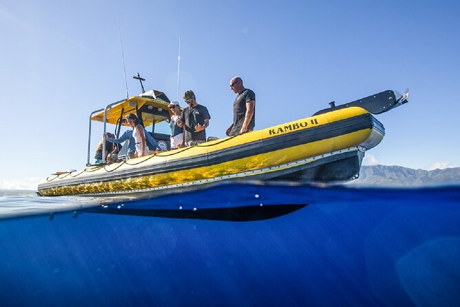 Haleiwa Small-Group Shark Dive Tour  - Oahu - Sum Up