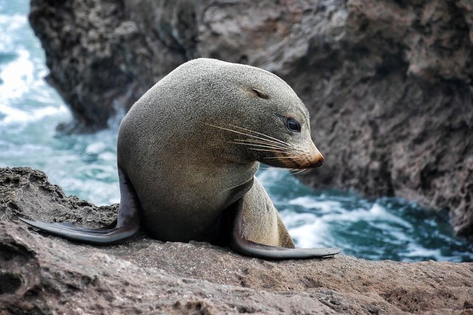 Half Day Dolphin Watching Cruise (Departing From Rotorua) - Accessibility Information