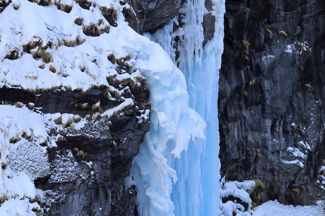 Half-Day Primeval Forest Snowshoe and Wildlife Watching Tour - Tour Inclusions