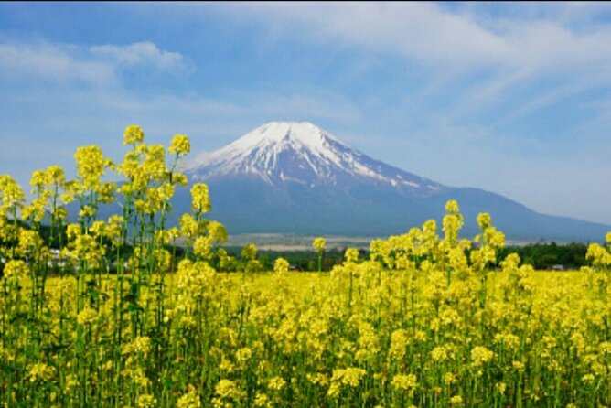 Half Day Private Oreum(Small Mountain ) Tour in Jeju Island - Additional Information