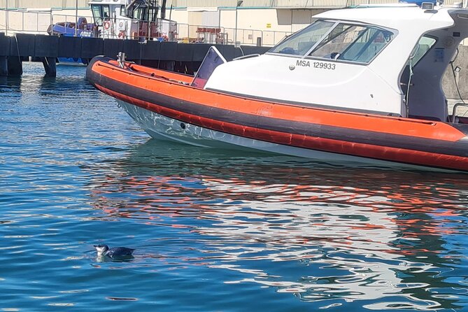 Harbour, Albatross and Wildlife Cruise on Otago Harbour - Safety Measures and Guidelines