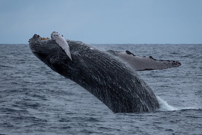 Hawaii: Honolulu Whale-Watching Catamaran Tour  - Oahu - Sum Up