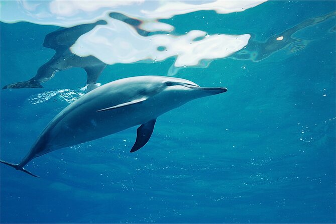 Hawaii: Oahu Dolphin and Sea Life Swimming and Snorkeling Trip  - Honolulu - Catamaran Ride Experience