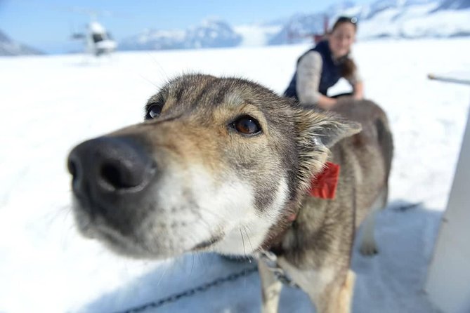 Helicopter Glacier Dogsled Tour Lower Glacier Landing - ANCHORAGE AREA - Customer Reviews