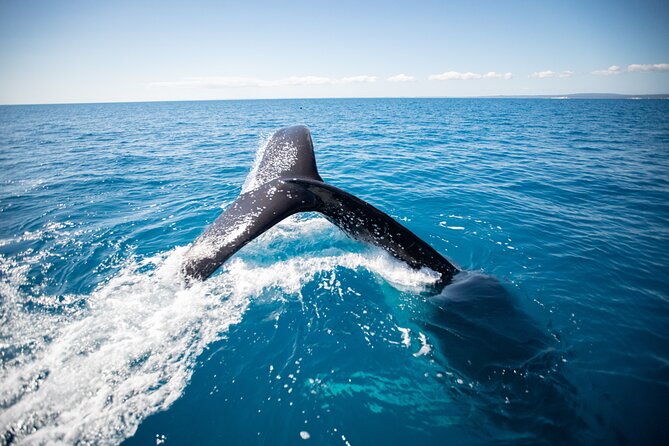 Hervey Bay Ultimate Whale Watching Cruise - Cancellation Policy