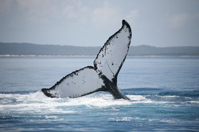 Hervey Bay Whale Watching Cruise - Sum Up