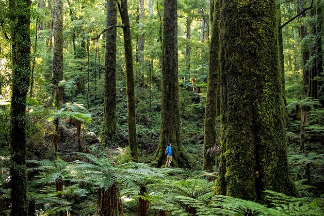 Hike New Zealands Finest Forest - Whirinaki Forest - Planning Your Whirinaki Forest Adventure