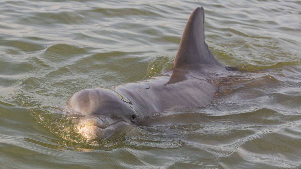 Hilton Head: Calibogue Sound Private Dolphin Boat Charter - Inclusions