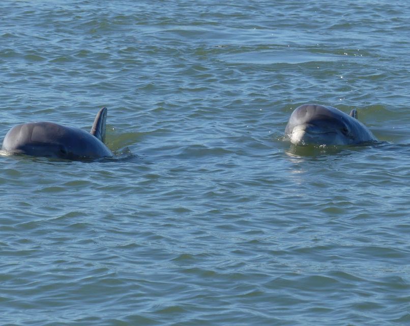 Hilton Head Island: Dolphin and Nature Tour - Customer Reviews