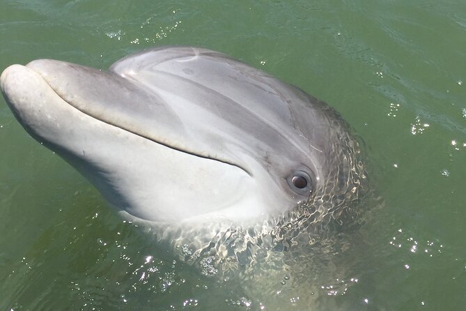 Hilton Head Island Dolphin Boat Cruise - Customer Reviews & Experiences