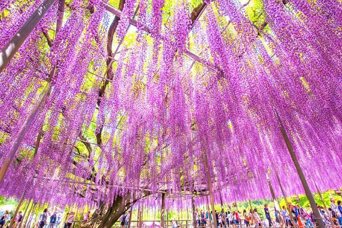 Hitachi National Seaside Parks Flowers & Ashikaga Flower Park - Common questions