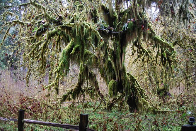 Hoh Rain Forest and Rialto Beach Guided Tour in Olympic National Park - Background Information