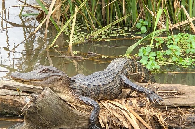 Honey Island Swamp Boat Tour With Transportation From New Orleans - Common questions