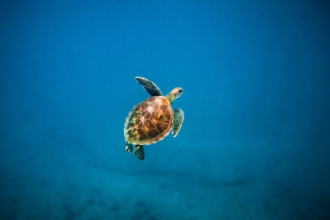 Honolulu Swimming With Turtles Experience in Waikiki  - Oahu - Additional Information and Resources