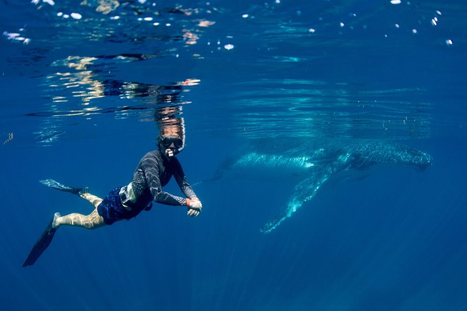 Humpback Whale Safari - Sum Up