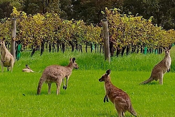 Hunter Valley Private Full-Day Wineries Tour With Lunch - Customer Reviews and Experiences