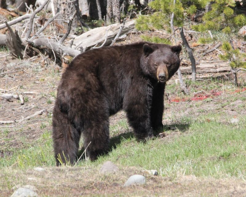 Jackson Hole: Yellowstone Lower Loop Upper Loop 2-Day Tour - Tour Overview