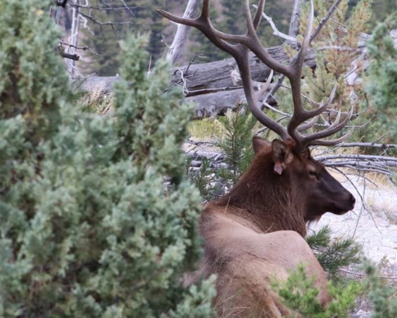 Jackson Hole:Guided Tours of Yellowstone Park & Teton 3-Days - Common questions