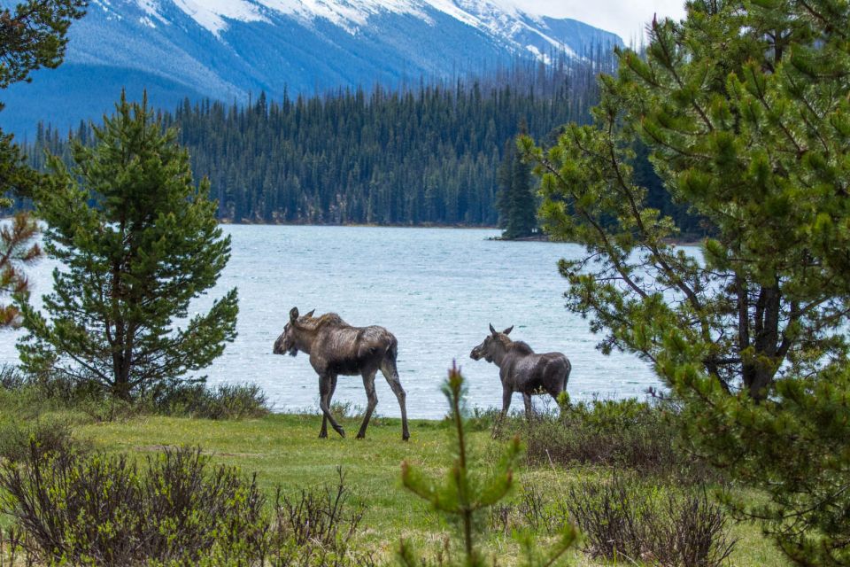 Jasper: Wildlife and Waterfalls Tour With Lakeshore Hike - Travel Itinerary and Guide Commentary