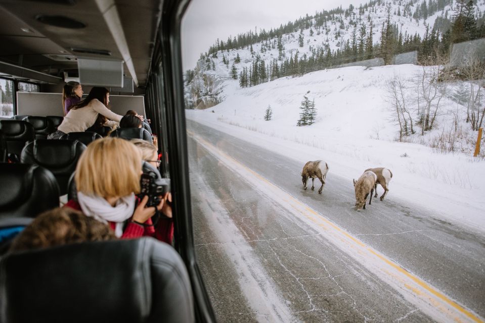 Jasper: Winter Wildlife Bus Tour in Jasper National Park - Wildlife Interpretation and Accessibility